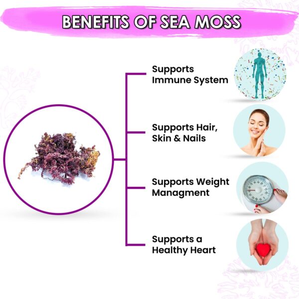 Purple Sea Moss